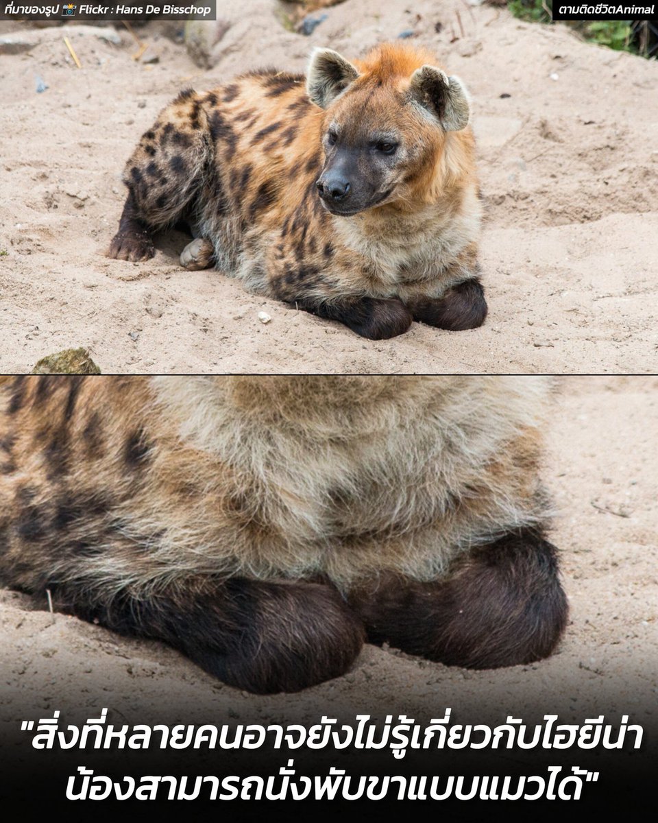ตามติดชีวิตAnimal tweet media