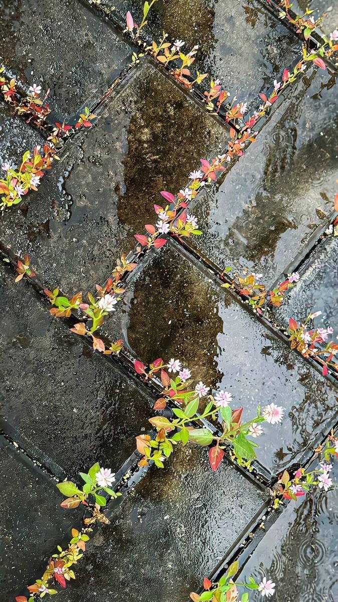 Life finds a way, even in the cracks of concrete.