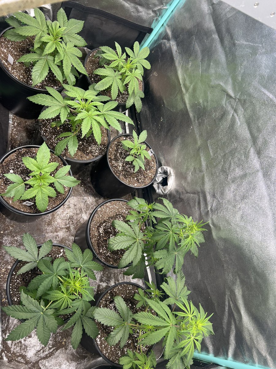 cascadia_seeds's tweet image. Moloka’i Frost project coming along nicely. First potential keeper male is starting to stack and one confirmed female so far.
