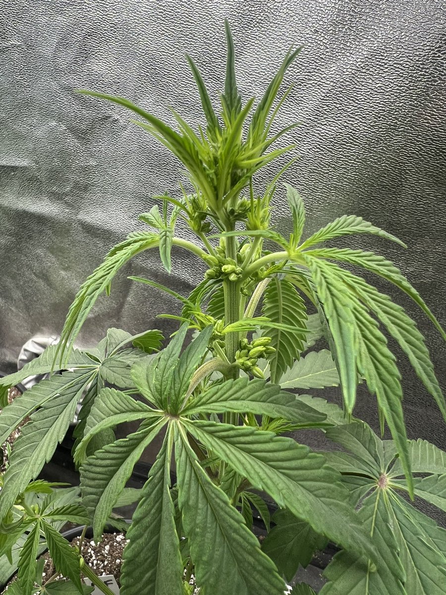 cascadia_seeds's tweet image. Moloka’i Frost project coming along nicely. First potential keeper male is starting to stack and one confirmed female so far.