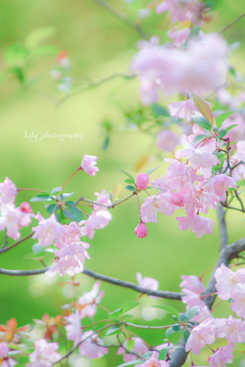 麗しの季節に頬杖。

お久しぶりです𓂃 ⚮̈ .゜