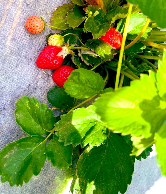 Yukidesuyoy's tweet photo. 結婚11年目になりまして
子どもは全員小学生🏫
畑の🍓美味しいごはん🥩
充分じゃ、ありがたいねぇ✨ https://t.co/YSvk6LbAUN