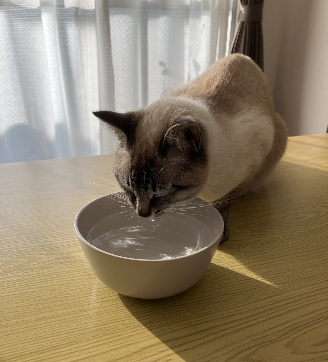 水分補給するねこ