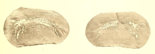 ESCONI's tweet photo. Mazon Monday #269: Belotelson magister #fossils #paleontology #MazonCreek #MazonMonday #shrimp #fossilshrimp #pit11
https://t.co/RtBdv4D9nC https://t.co/tR4TlaWiGY