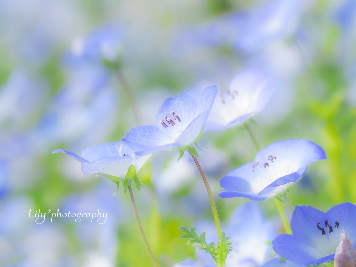 ネモフィラ畑で夢を見る。

2ポストしました。

ここのところ体調が優れず、お返し訪問遅れます。ごめんね( ၴႅၴ