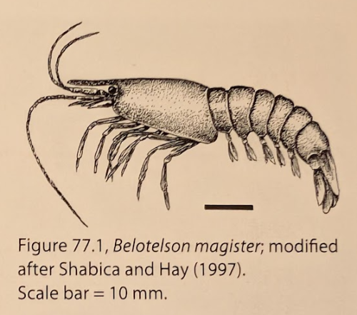 ESCONI's tweet photo. Mazon Monday #269: Belotelson magister #fossils #paleontology #MazonCreek #MazonMonday #shrimp #fossilshrimp #pit11
https://t.co/RtBdv4D9nC https://t.co/tR4TlaWiGY