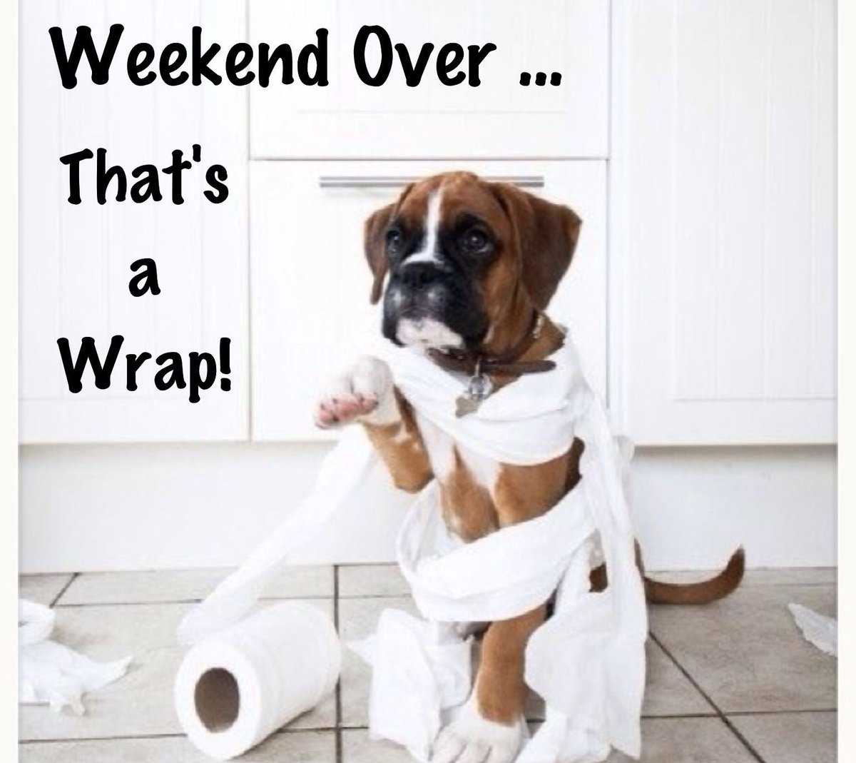 StylingPet's tweet image. Back to our daily ‘fur flying’ fun tomorrow! #yegdoggrooming #maylong