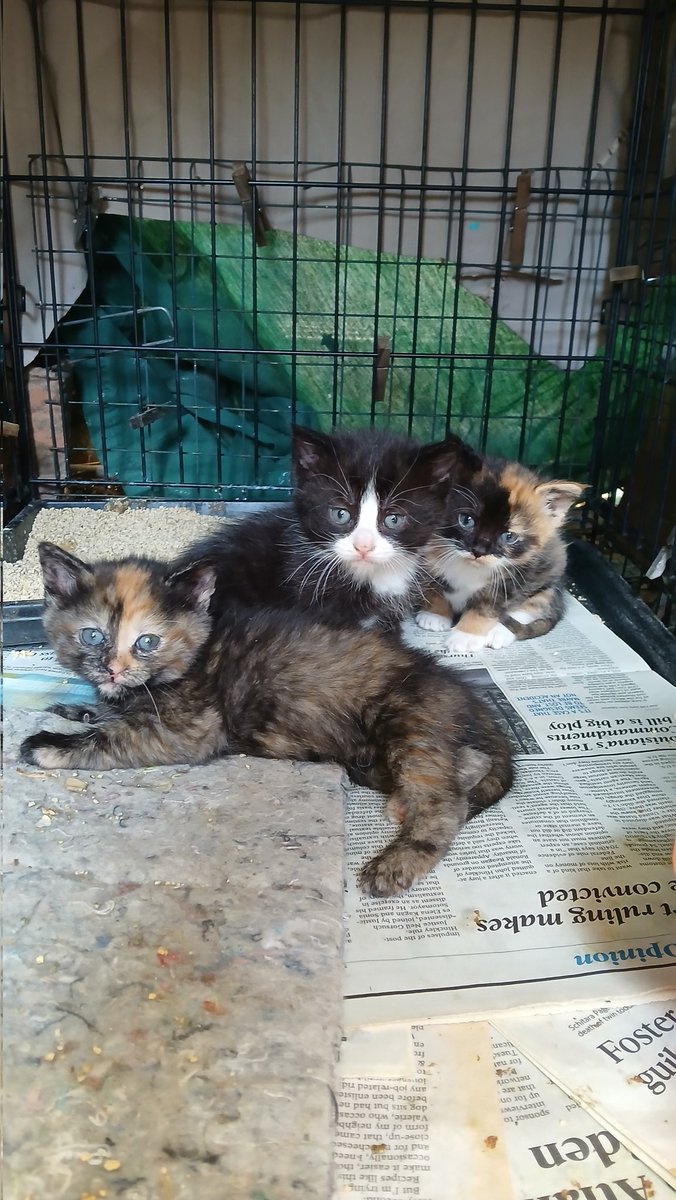 I trapped this cat to get her fixed.

The clinic thought she'd had a litter recently, so I worried her kittens wouldn't survive her being gone for surgery &amp; recovery.

A week later, she brought her wee kittos to me.

They've all found a foster home: Earl, Matcha, Ocha &amp; Chai.