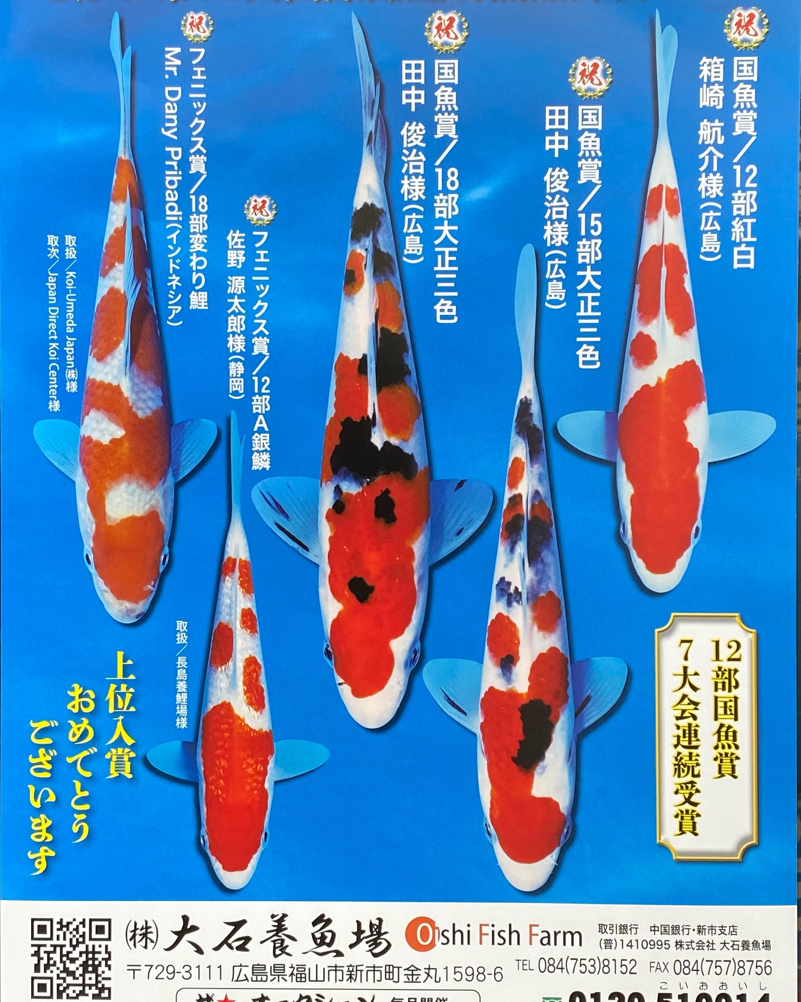 錦鯉・大石養漁場産・直送・立て鯉・紅白・52センチ】
