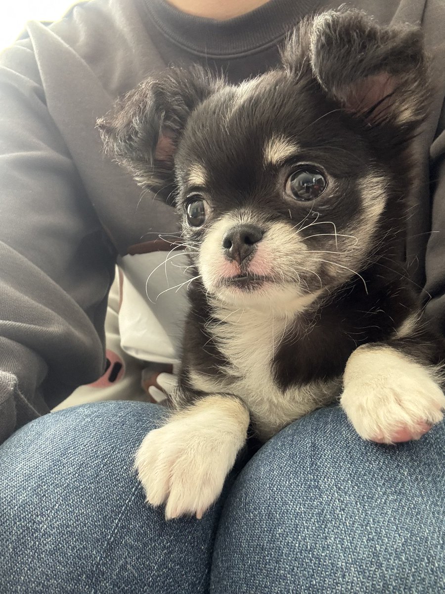 新しい家族が増えました♡

『パンダ』ちゃんです🐼
2月22日（猫の日）生まれのチワワ♀です😊