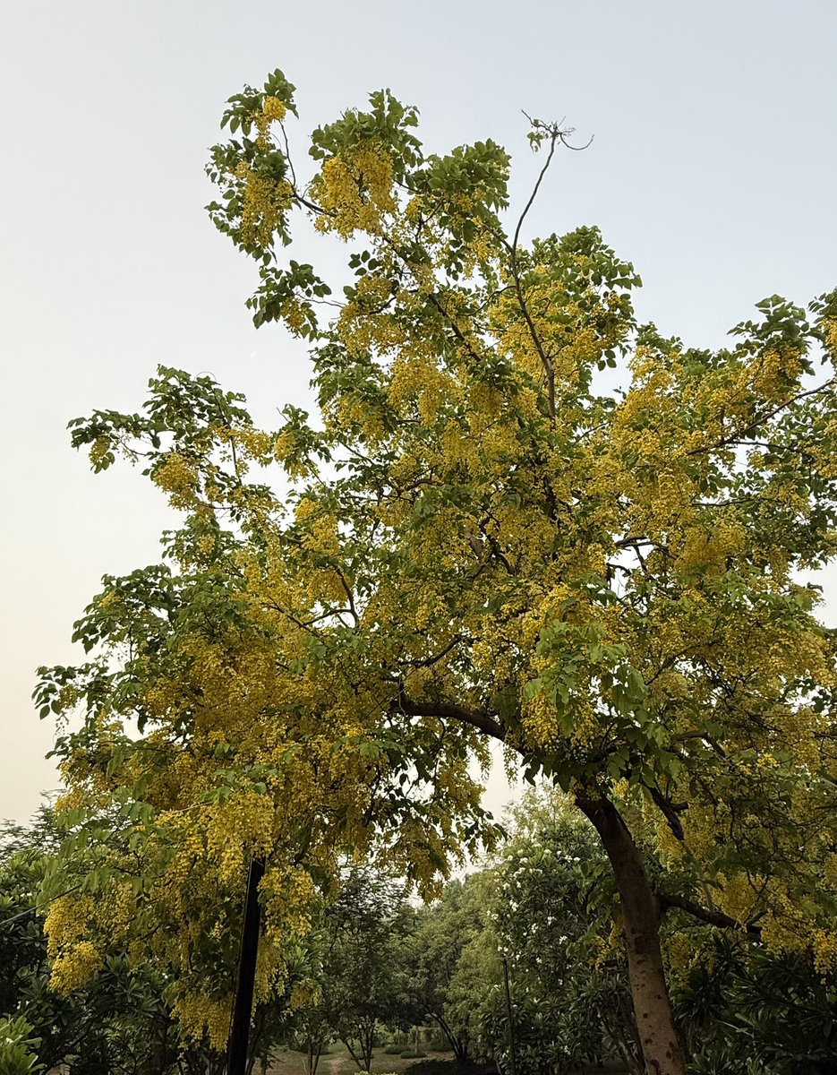 imkongla's tweet image. Laburnum mornings!
