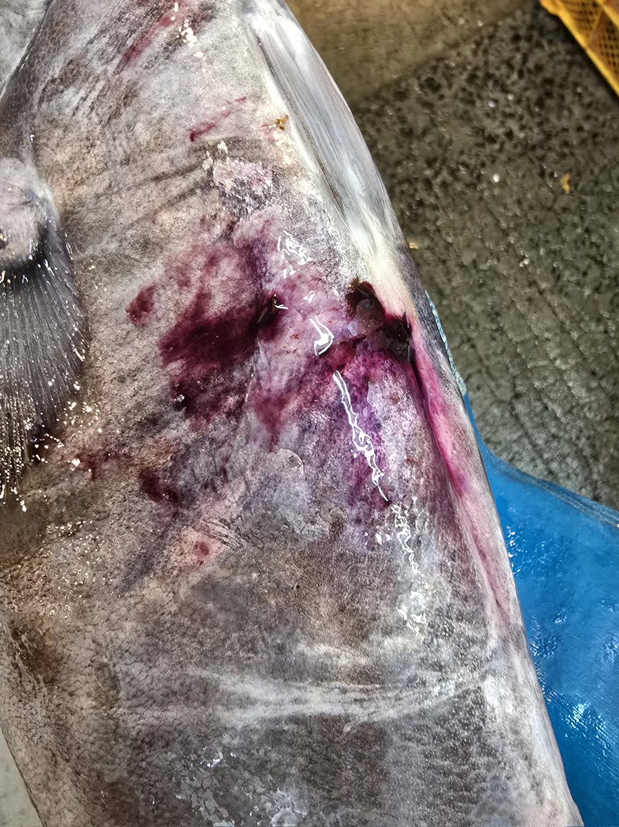 魚喰民族です🎵
最近ぼちぼちと立派なサイズのオキアジが水揚げされるんですが…
肛門から綺麗な赤紫色をした液体っぽいのがほぼ全個体に結構な量が付着してるんですが…
なんなんでしょ…？
ご存知の方 いらっしゃいますか？