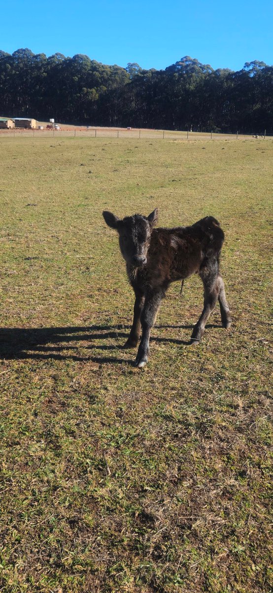 AntBA013's tweet image. Calf Number 8 arrived today

A little girl, yet to be named