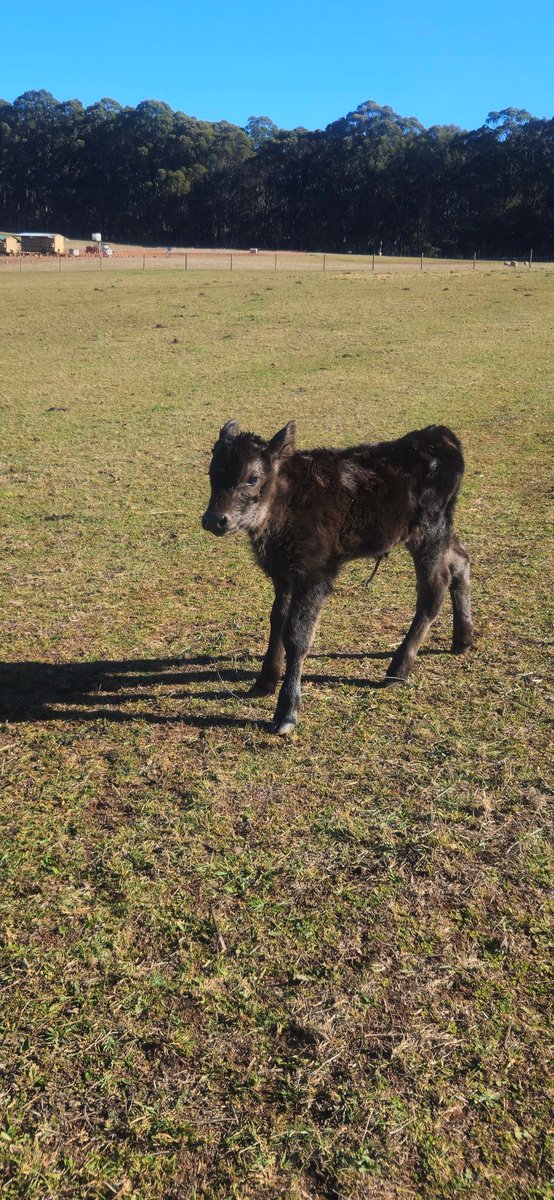 AntBA013's tweet image. Calf Number 8 arrived today

A little girl, yet to be named