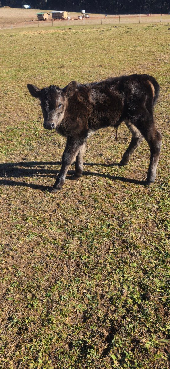 AntBA013's tweet image. Calf Number 8 arrived today

A little girl, yet to be named