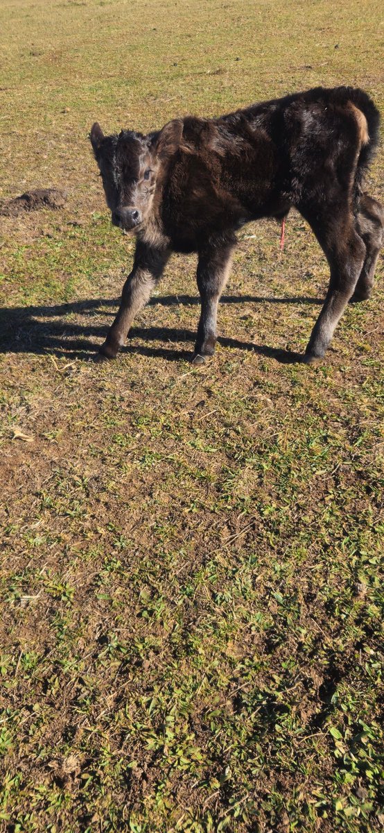 AntBA013's tweet image. Calf Number 8 arrived today

A little girl, yet to be named