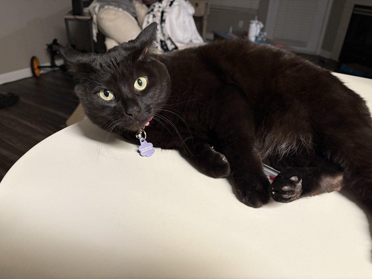 Lucy, when she knows she shouldn’t be on the kitchen counter and I tell her to get off the kitchen counter…