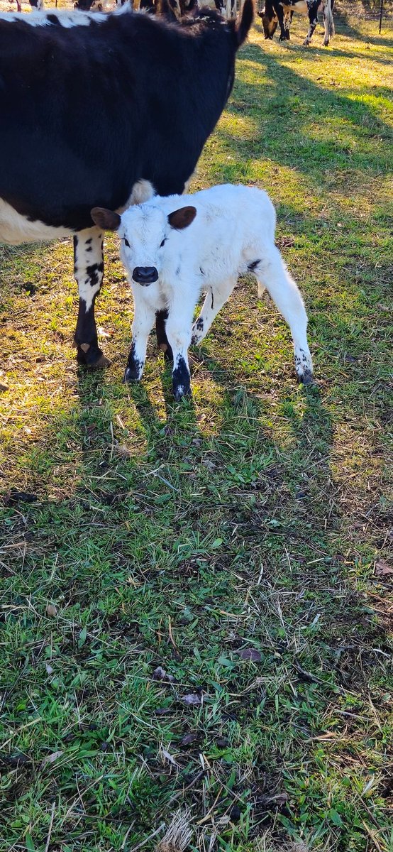 AntBA013's tweet image. Number 9 has made his debut today as well...

With just one more calf to come, we have 5 boys &amp;amp; 4 girls