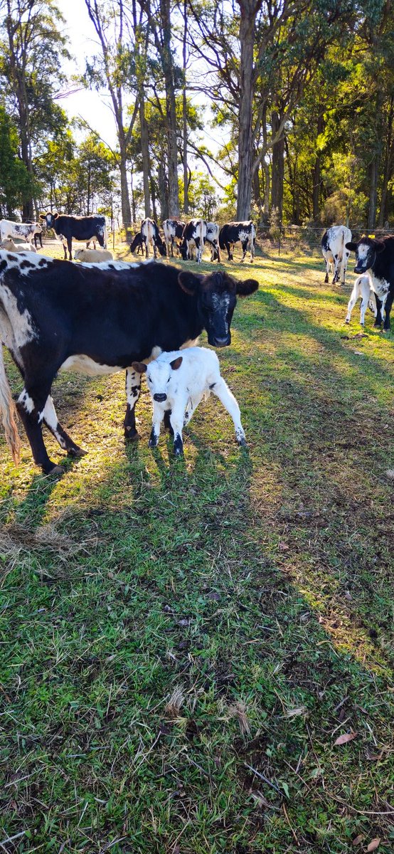 AntBA013's tweet image. Number 9 has made his debut today as well...

With just one more calf to come, we have 5 boys &amp;amp; 4 girls