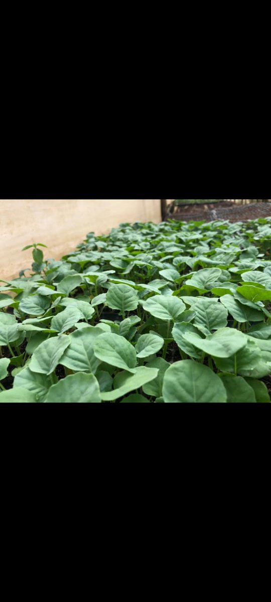 Nico_mutua11's tweet image. Your farm deserves elite greens! @Zionseedlings brings you strong, healthy broccoli seedlings—ready to grow, ready to glow. Don’t plant stress, plant success!
Contact 0724471075 or 0726275592 to place your order.
Delivery is countrywide.
#Broccoliseedlings #BroccoliPower