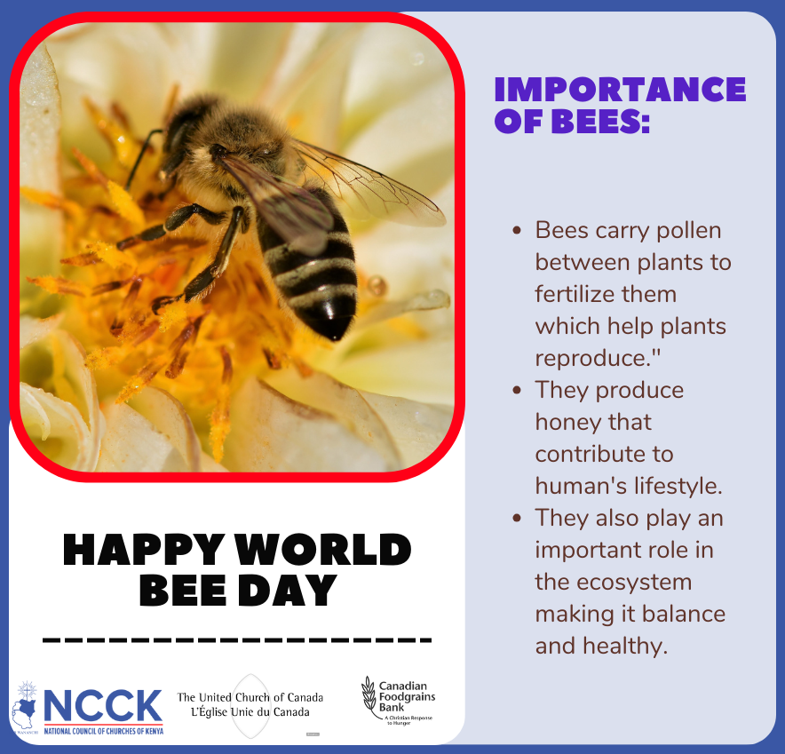 NCCK Nature Positive (@nps_ncck) on Twitter photo Today we celebrate the tiny but mighty pollinators that keep our planet blooming — the bees.
From helping our crops grow to supporting rich biodiversity, bees play a vital role in sustaining life.
Bee kind. Bee aware. Bee the change <a href="/Foodgrains/">Canadian Foodgrains Bank</a> <a href="/UnitedChurchCda/">United Church Canada</a> #WorldBeeDay Today we celebrate the tiny but mighty pollinators that keep our planet blooming — the bees.
From helping our crops grow to supporting rich biodiversity, bees play a vital role in sustaining life.
Bee kind. Bee aware. Bee the change <a href="/Foodgrains/">Canadian Foodgrains Bank</a> <a href="/UnitedChurchCda/">United Church Canada</a> #WorldBeeDay