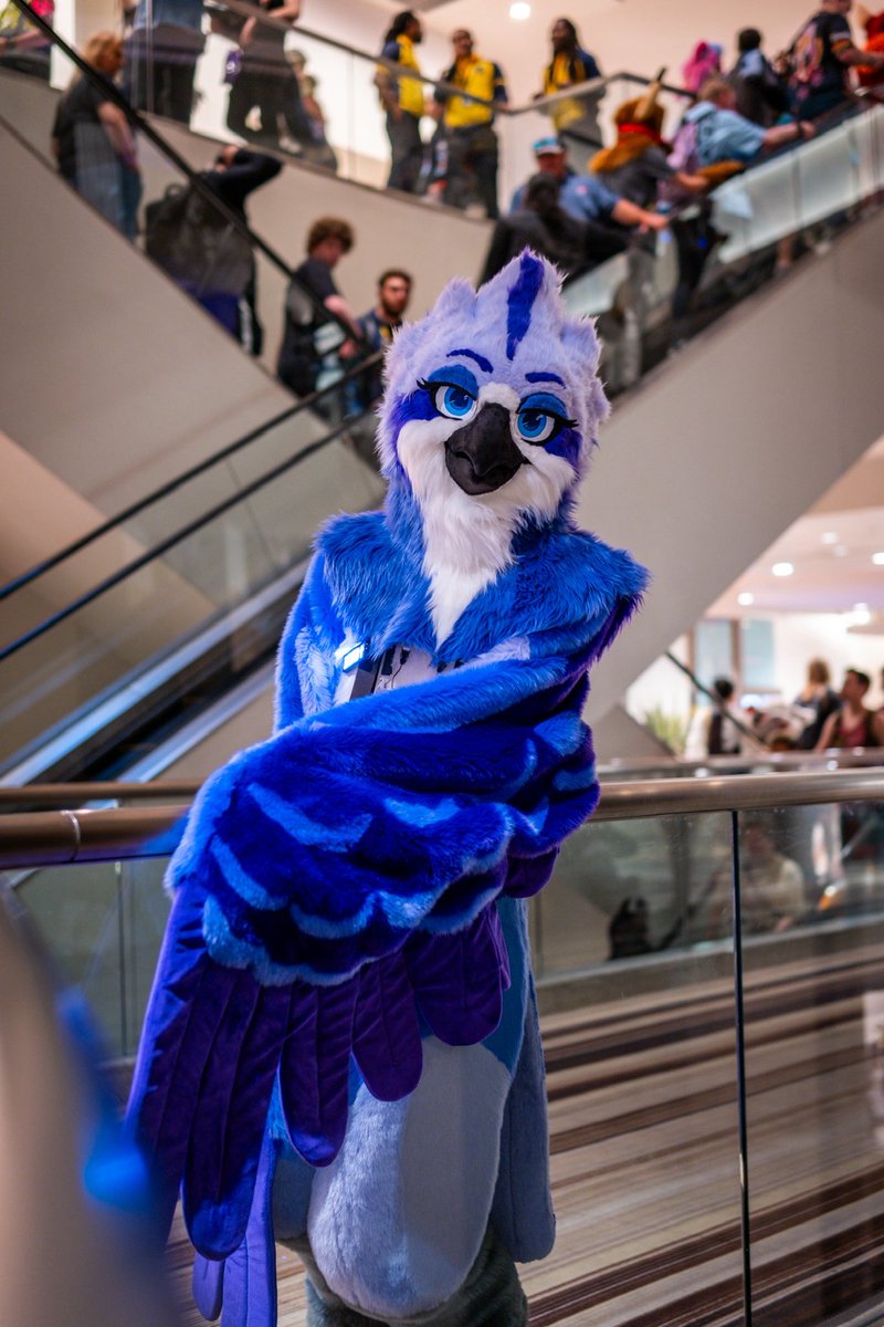 The bird spotted you through the crowd, wyd? 

📷: <a href="/VenturaOsprey/">Ventura The Osprey👉AC</a>