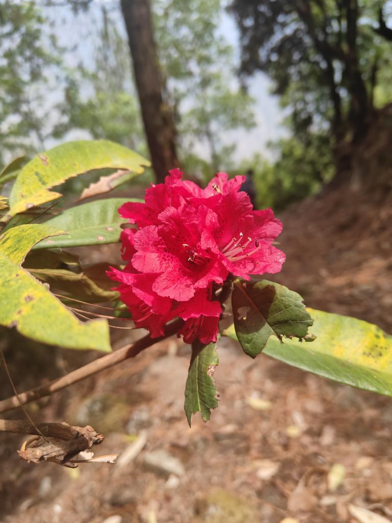KcSabbu's tweet photo. प्रकृतिका रङहरु।।
#nature#monthofbaisakha#gorkhq#kritiour https://t.co/5kZ8AfG35J