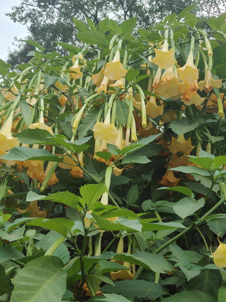 KcSabbu's tweet photo. प्रकृतिका रङहरु।।
#nature#monthofbaisakha#gorkhq#kritiour https://t.co/5kZ8AfG35J