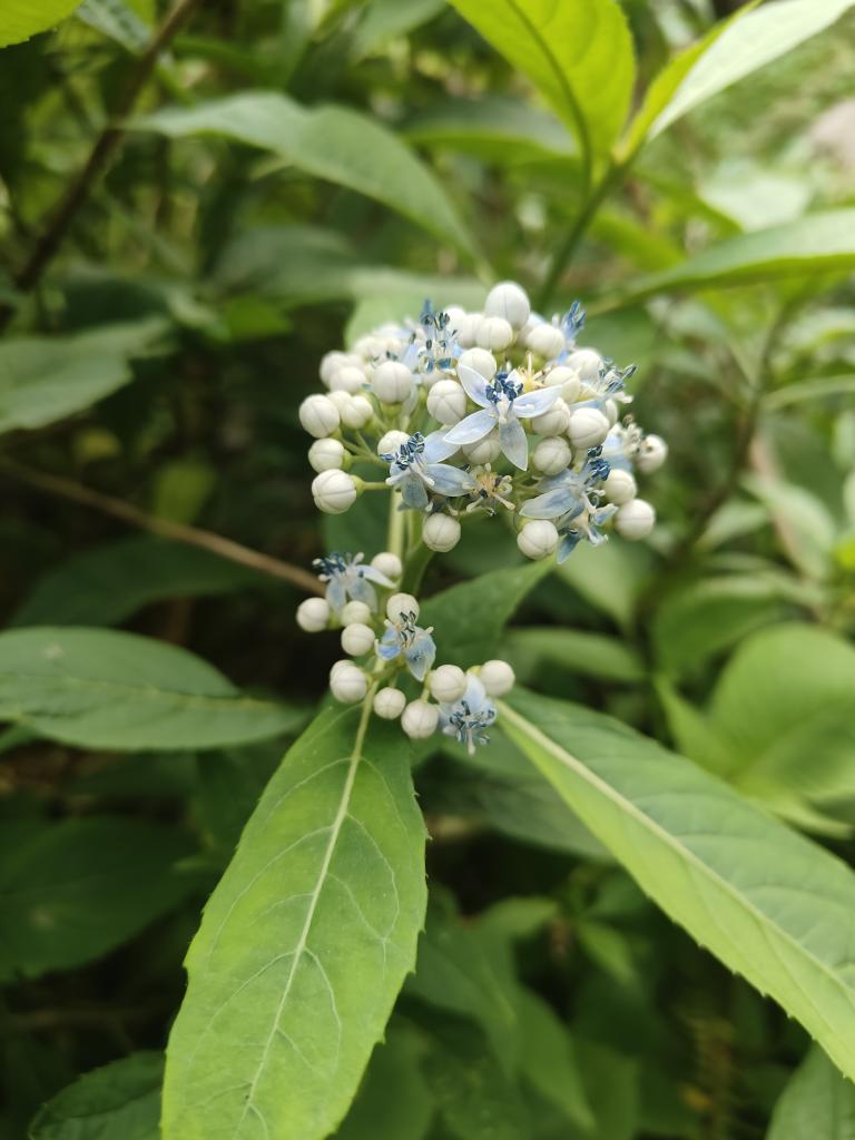 KcSabbu's tweet photo. प्रकृतिका रङहरु।।
#nature#monthofbaisakha#gorkhq#kritiour https://t.co/5kZ8AfG35J