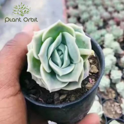 PLANT ORBIT tweet media