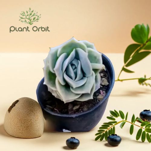 PLANT ORBIT tweet media