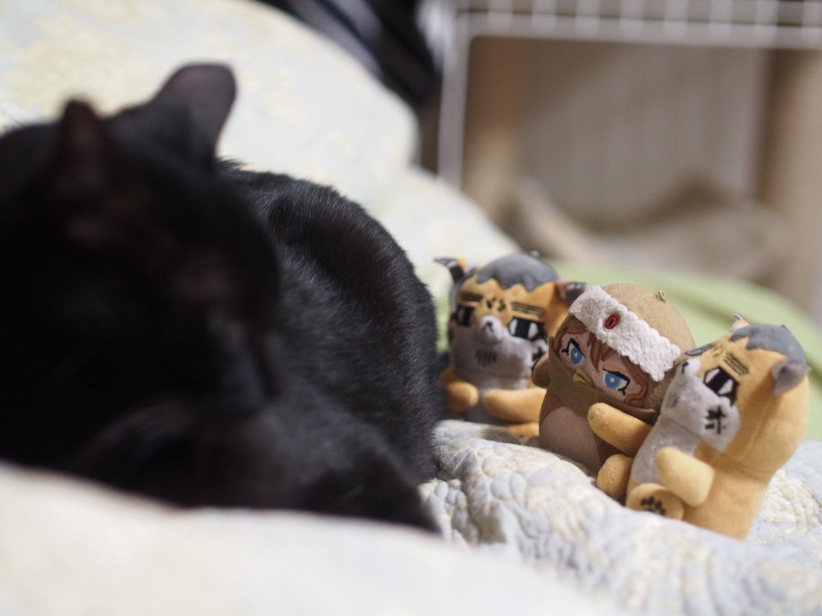 764w_v's tweet image. 膀胱炎の次男🐈‍⬛に、早く治るよう魔法かけてくれるフォゼ尾とヴァ🪄

 #フォゼ尾といっしょ
 #フォゼヴァといっしょ