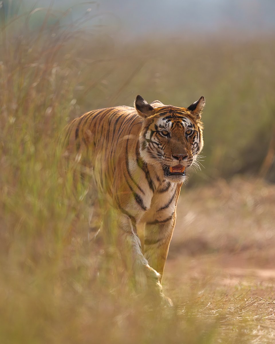 Just back from 20 days in Panna! 🐅
Here are quick tips for shooting tigers in summer:

• Shoot early/late for soft light
• Focus on waterholes
• Use backlight + dust for drama
• Go eye-level for impact
• Frame the dry, rocky habitat
• Play with shadows &amp; contrast