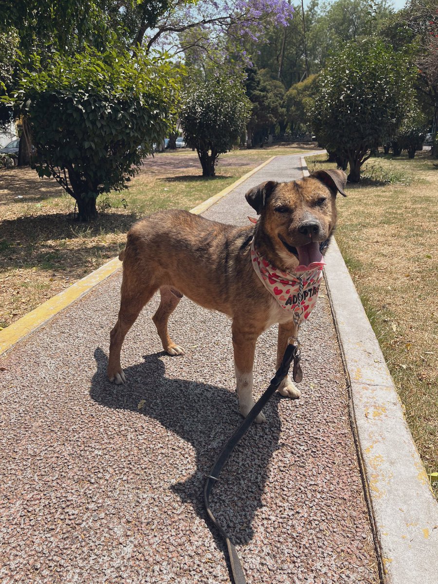 HELA_MORE's tweet photo. Siguen pasando los meses y años, y aún no logramos conseguir un hogar para Miguelito 😔💔

Nunca vamos a entender porque hay ciertos perritos que a los ojos de la mayoría de la gente no son lo suficientemente hermosos o llamativos para ser adoptados.

Miguelito sigue esperando…
Estamos en CDMX.