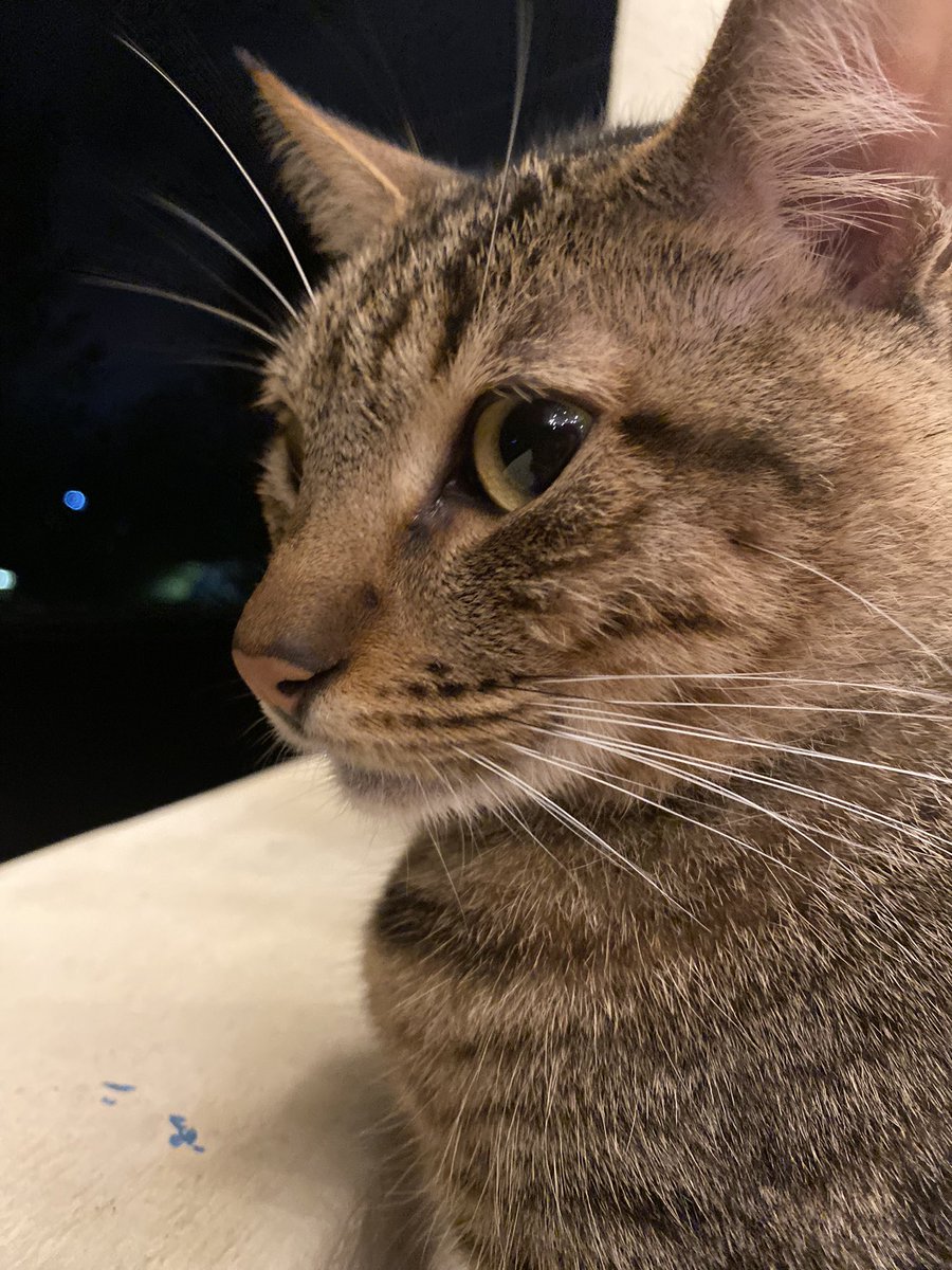 MoshiRodas's tweet photo. Este guapo ya tiene 2 años, gracias por tantos momentos tan bellos y quedarte a mi lado mi whiskey, te amo ♥️ https://t.co/b6XpMRMWaO