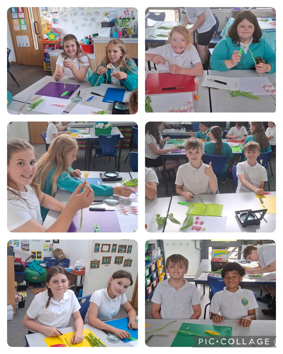 Ysgol Bro Tawe (@ysgolbrotawe) on Twitter photo D6 have been busy learning about the sexual and asexual reproduction of flowers🌷. They dissected tulips to observe their reproductive organs and were amazed to find how small the ovules were!🥚🥚
<a href="/PowysPLTeam/">Dysgu Proffesiynol Powys Professional Learning</a> D6 have been busy learning about the sexual and asexual reproduction of flowers🌷. They dissected tulips to observe their reproductive organs and were amazed to find how small the ovules were!🥚🥚
<a href="/PowysPLTeam/">Dysgu Proffesiynol Powys Professional Learning</a>