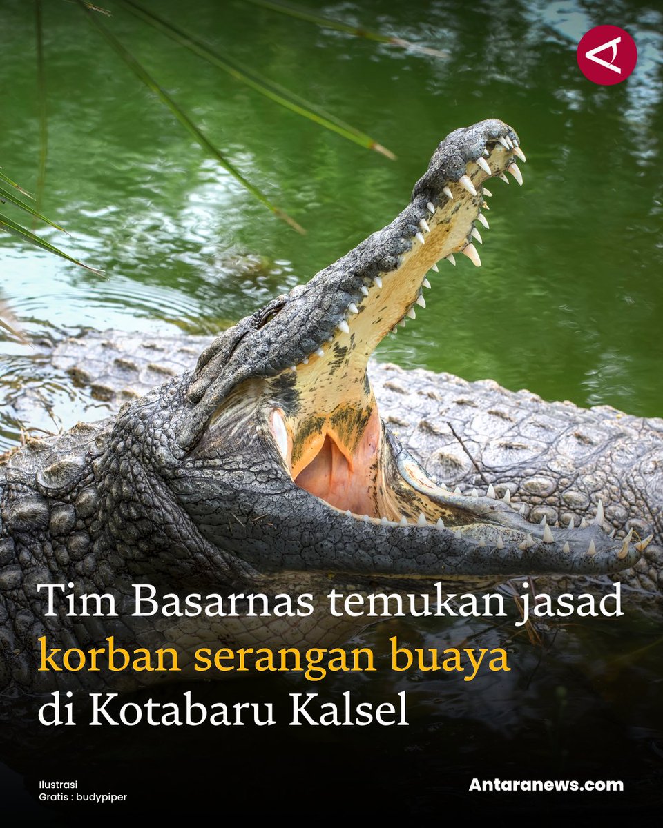 antaranews's tweet image. Tri menyampaikan petugas menemukan korban dalam kondisi tengkurap dan mengambang berjarak sekitar 100 meter dari lokasi hilang di Sungai Manunggul.

#seranganbuaya #kalsel #basarnas
m.antaranews.com/berita/4845037…