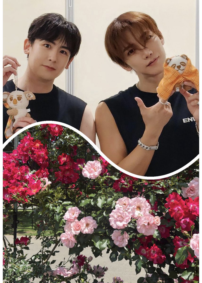 chuppy_chuppy_'s tweet photo. 美しいバラを見てたら、
こういう風に見えてきたよ❤️🩷
#Jun_K
#NICKEN
#2PM https://t.co/ryk5qYrQHA