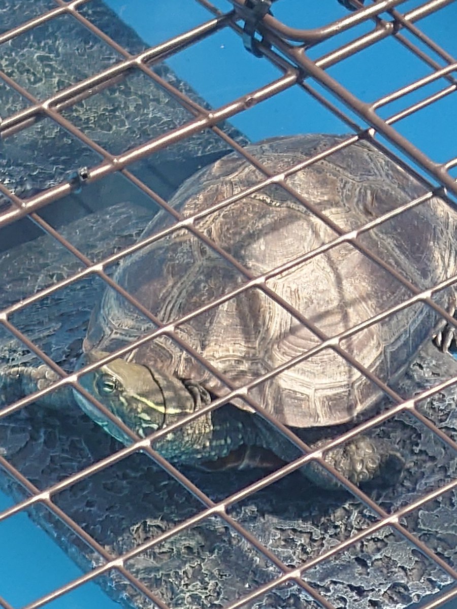 こんにちは
日光浴が大好きなウチのクサガメ