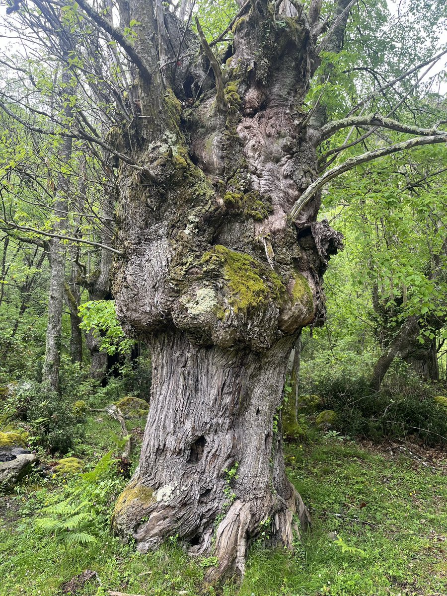 Castagnina_'s tweet photo. Baroque beauty for #thicktrunktuesday ! Chestnut tree from Orezza, Corsica. Per sustene l’amichi di a @FieraCastagna https://t.co/e3uvxc3qXu