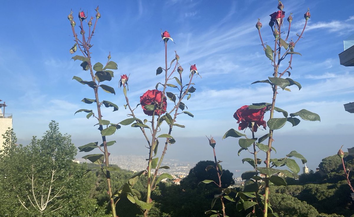 Morning scenery 
#Lebanon