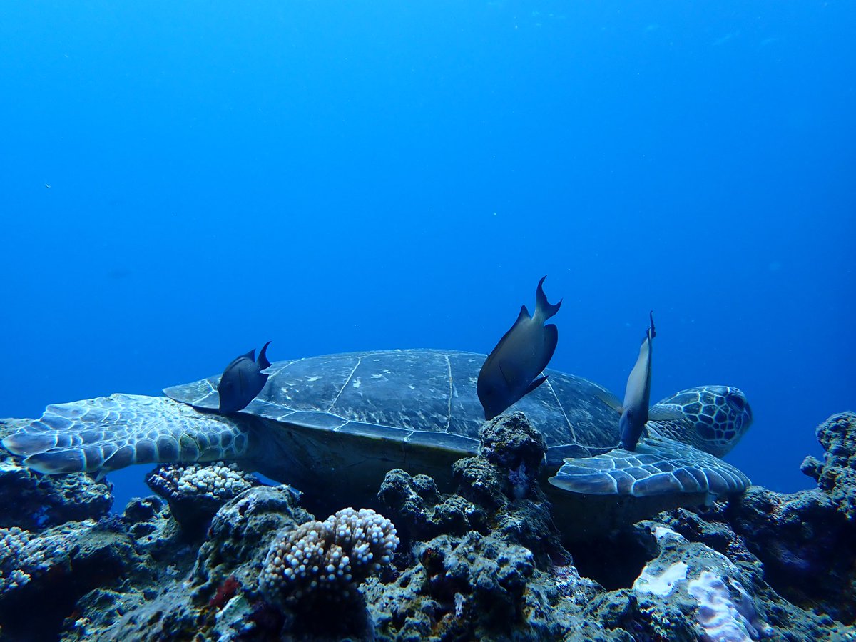 kicker296's tweet image. 