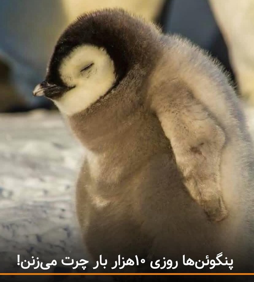 __jeneral__'s tweet photo. من وقتی سرکارم: https://t.co/bniJJv4nOR