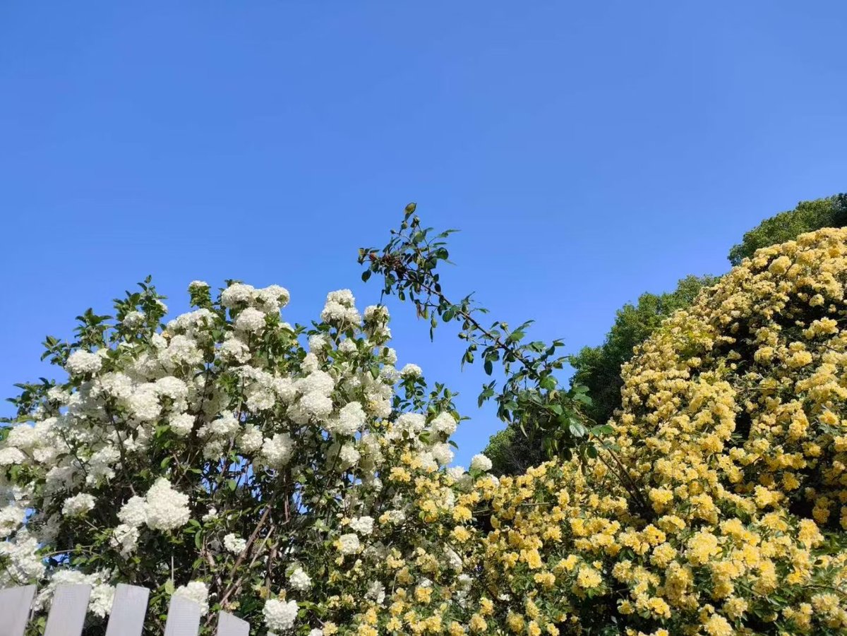 Yolande_2011's tweet photo. 花真漂亮呀
The flowers are so beautiful, incredibly brilliant.
Les fleurs sont magnifiques.
#Flowers #BeautifulWorld #FLO https://t.co/ZA0ajEz8Jp
