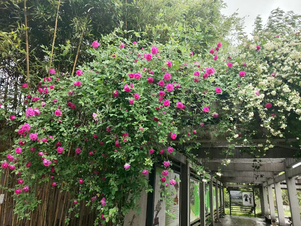 Yolande_2011's tweet photo. 花真漂亮呀
The flowers are so beautiful, incredibly brilliant.
Les fleurs sont magnifiques.
#Flowers #BeautifulWorld #FLO https://t.co/ZA0ajEz8Jp