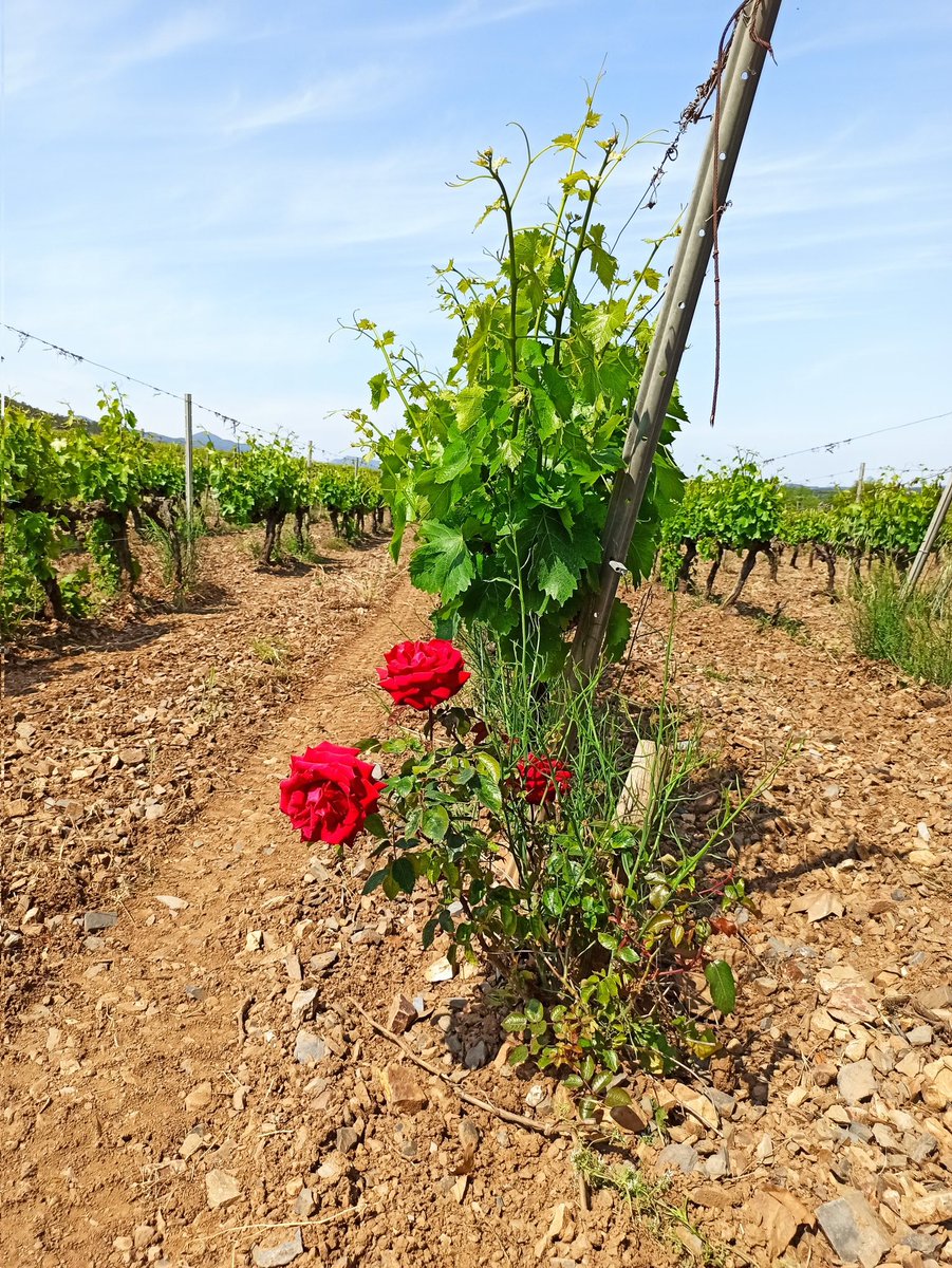 caledelspagesos's tweet photo. Quina sensibilitat el pagès que ha plantat aquest roser... https://t.co/KleNcVkmZa