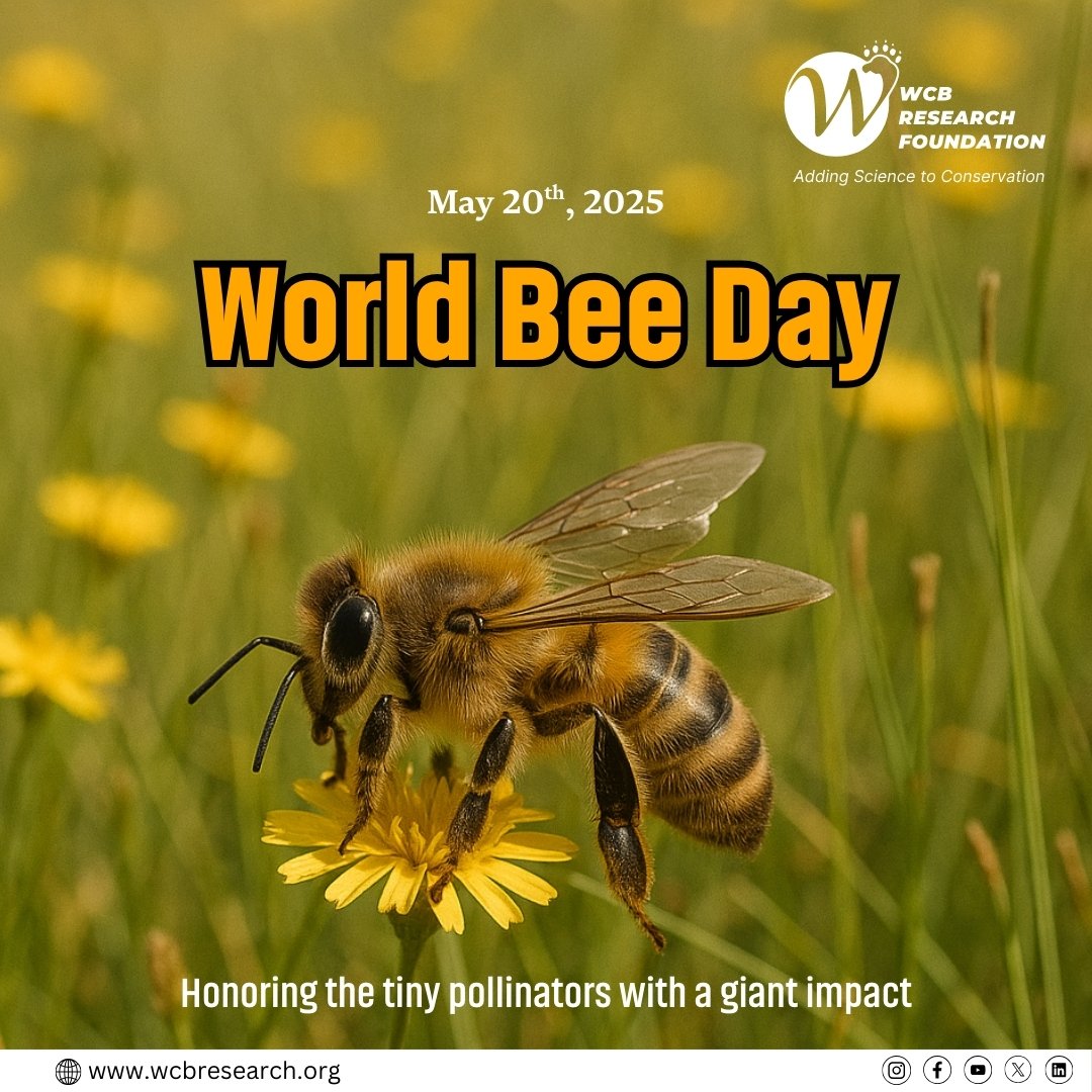 Small wings, big impact! This World Bee Day, let's celebrate our tiny pollinators who keep ecosystems thriving and our plates full. Protecting bees means protecting biodiversity and our future.
#WorldBeeDay #SaveTheBees #Pollinators #BiodiversityMatters #EcoWarriors #BeeTheChange