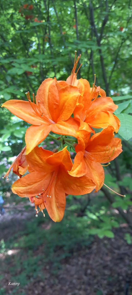 Kanny (@claudiamelissen) on Twitter photo 