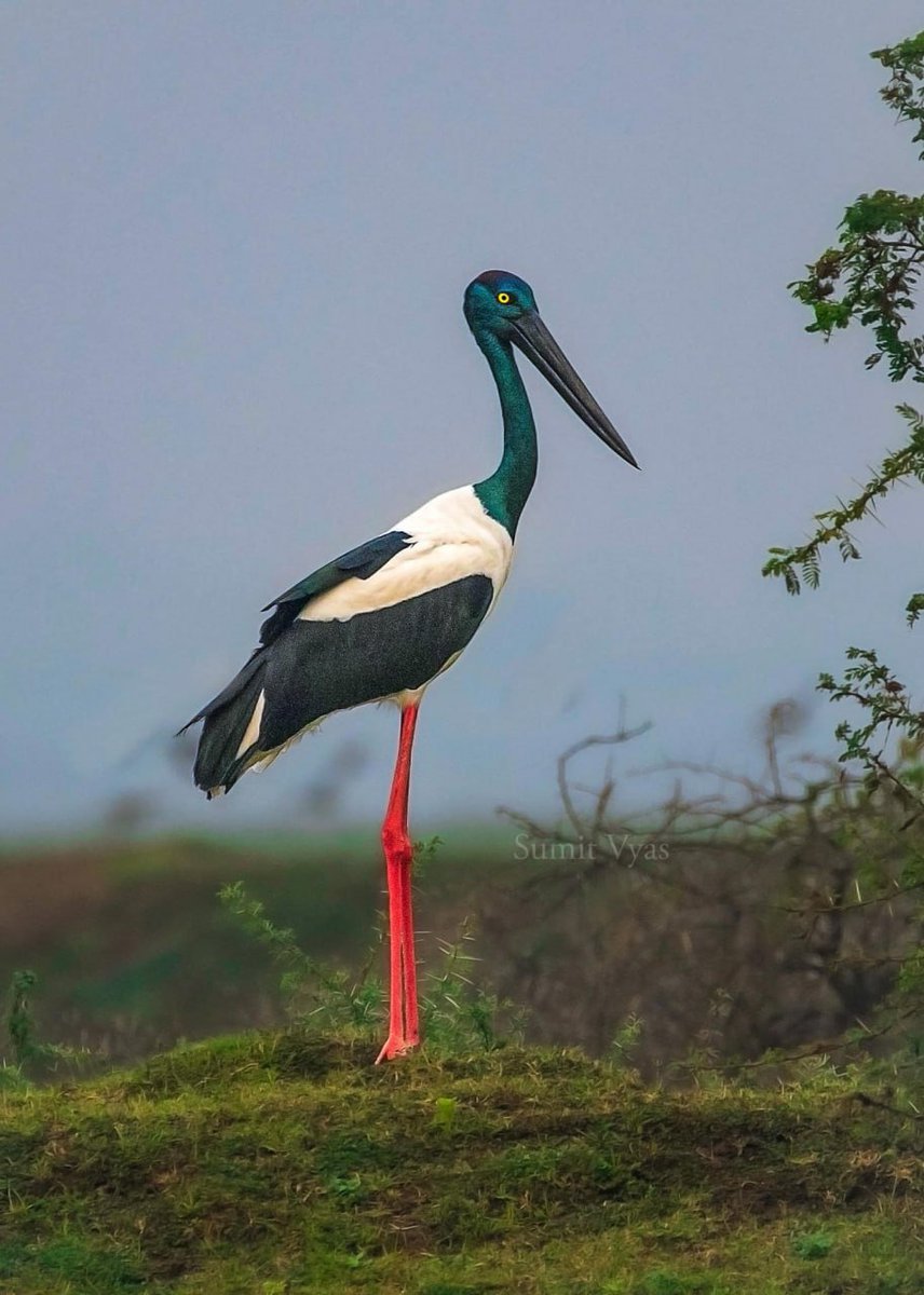 🐦A female Black-necked Stork (Ephippiorhynchus asiaticus) photographed in Gujarat, India by Sumit Vyas.