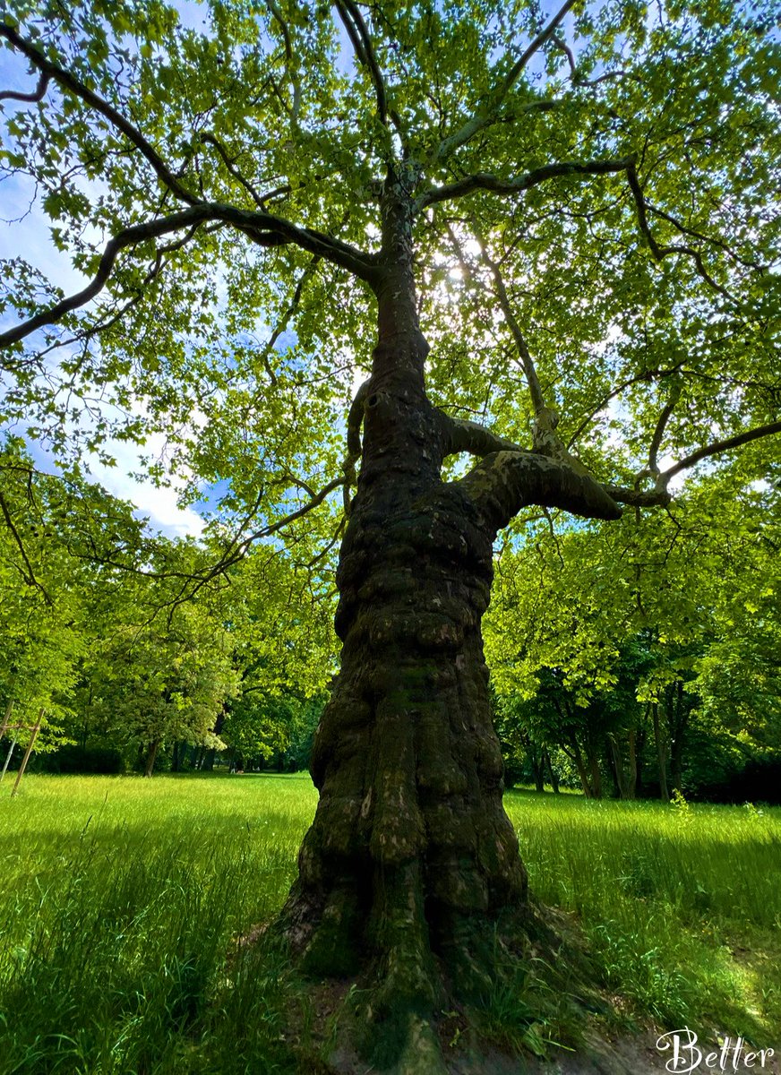 “Go forth under the open sky and listen to nature’s teachings.” — William Cullen Bryant.

Have a good day! 🩵
#naturephotography #thicktrunktuesday #treepeople #WritingCommunity
